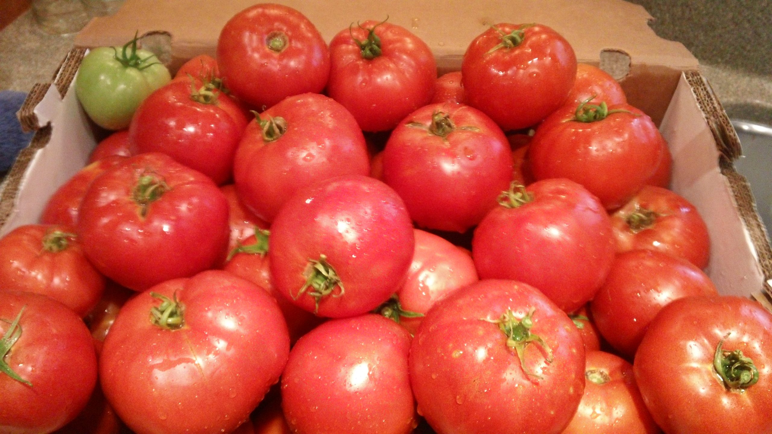 Tomatoes Freshly Picked from my Garden